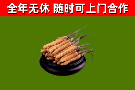 萍乡烟酒回收冬虫夏草.jpg